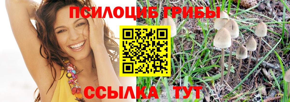Галлюциногенные грибы Psilocybe Мелеуз